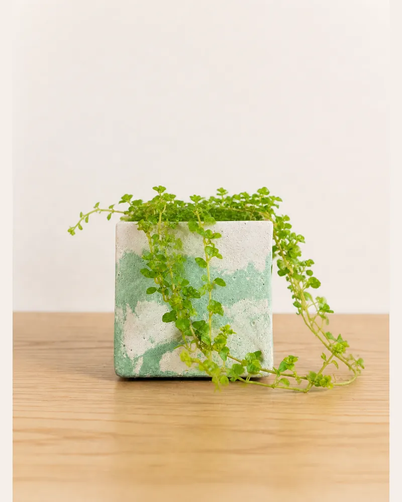 Maceta con planta en balcón